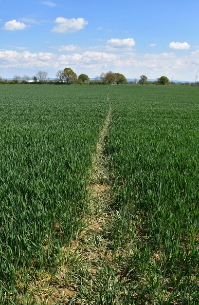 Ruta de senderismo por un campo de cultivos en la campiña inglesa.