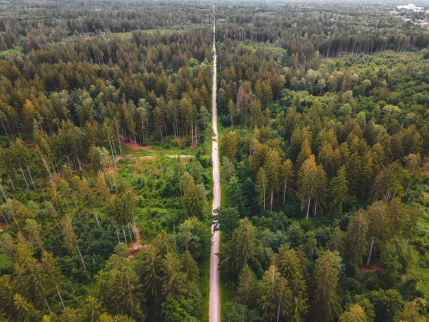 Una ruta de senderismo recta a través del bosque.