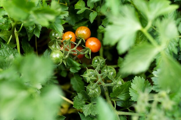 Sabrosos tomates orgánicos escondidos en hojas verdes