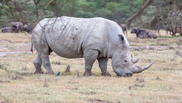 Foto gratuita safari - rinoceronte