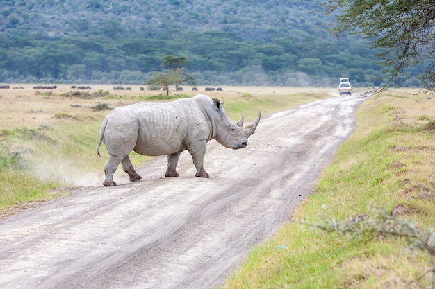 Safari - rinoceronte