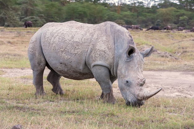 Foto gratuita safari - rinoceronte