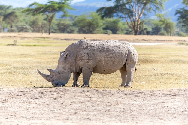 Foto gratuita safari - rinoceronte