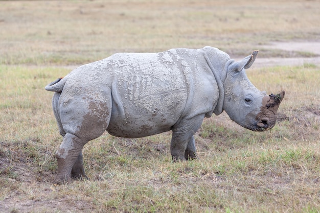 Safari - rinocerontes en la hierba