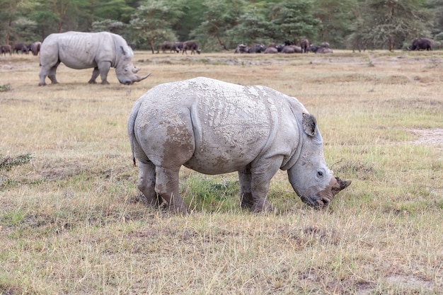 Safari - rinocerontes en la sabana