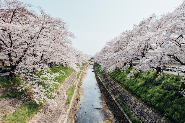 sakura arbol y canal en japon