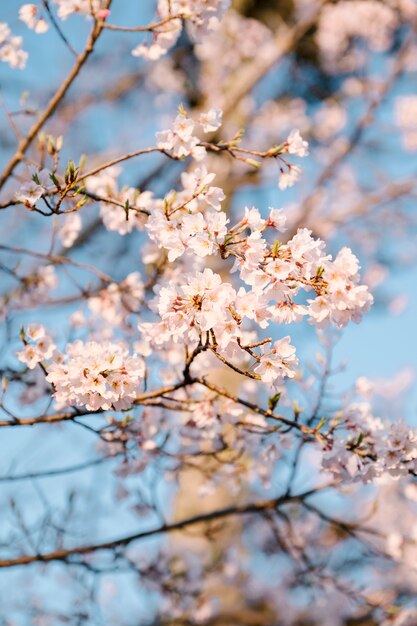 Sakura rosa flor y cielo azul