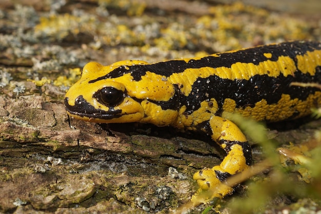 Salamandra bernardezi de color amarillo brillante sobre la superficie de madera