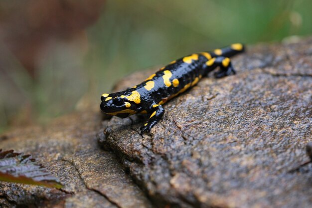 Salamandra salvaje hermosa en el hábitat natural