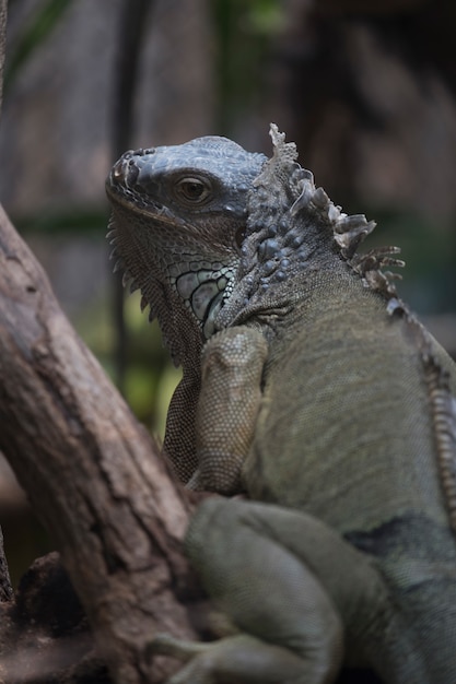 Foto gratuita salamandra verde