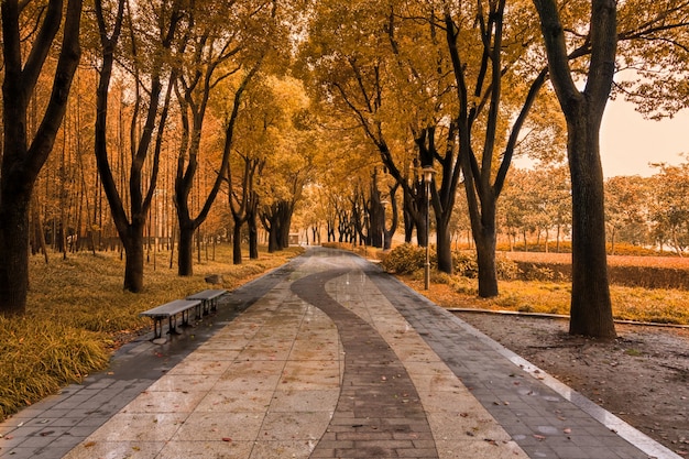 Salida del sol en el bosque de otoño