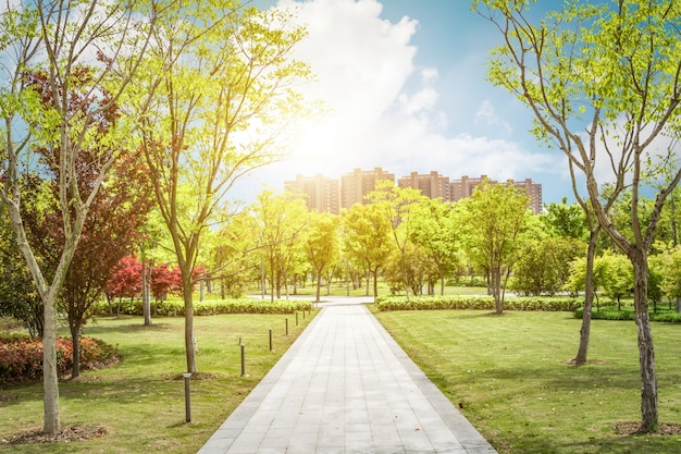 Foto gratuita salida del sol en el hermoso parque