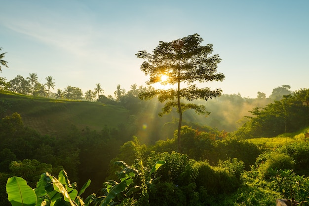 Salida del sol sobre la selva de Bali