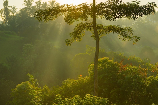 Salida del sol sobre la selva de Bali