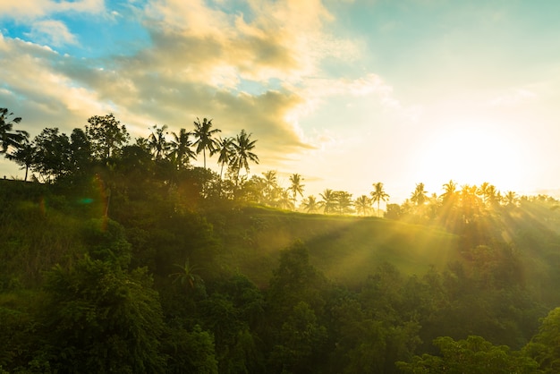 Salida del sol sobre la selva