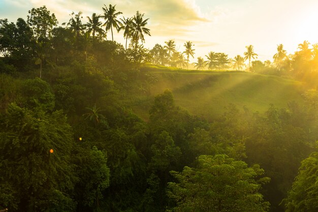 Salida del sol sobre la selva