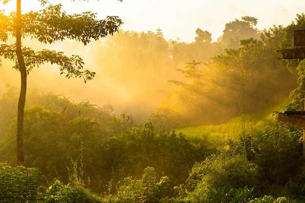 Salida del sol sobre la selva