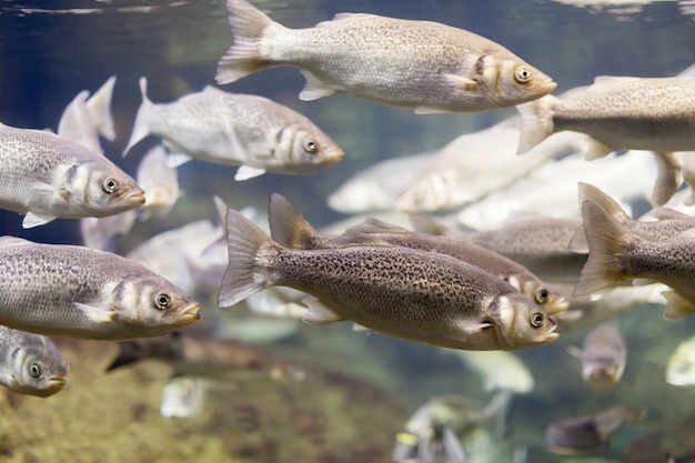 salmonetes en el agua