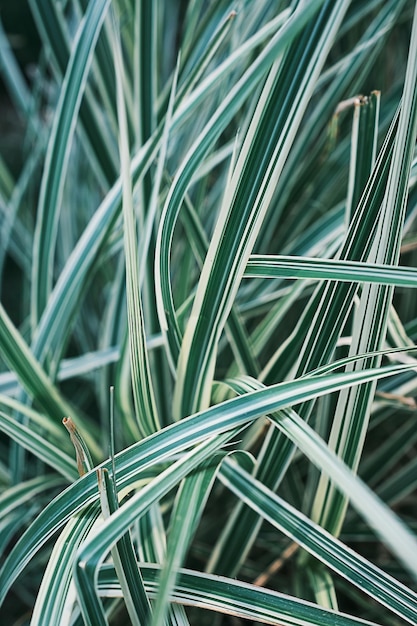 Salpicadura de marco vertical o idea de fondo Phalaris arundinacea o canario Follaje de hierba rayada con fondo de hojas verdes y blancas o salpicadura para banner de naturaleza