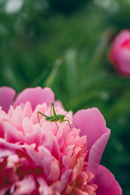 Saltamontes en la flor de peonía rosa en el jardín