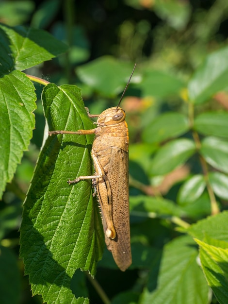 Saltamontes en una planta con hojas verdes