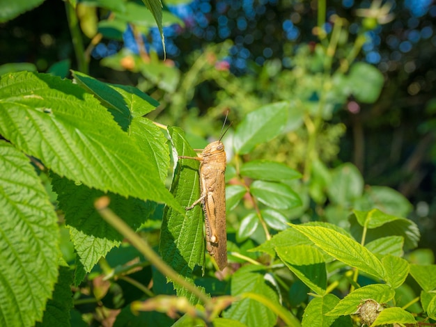 Saltamontes en una planta con hojas verdes