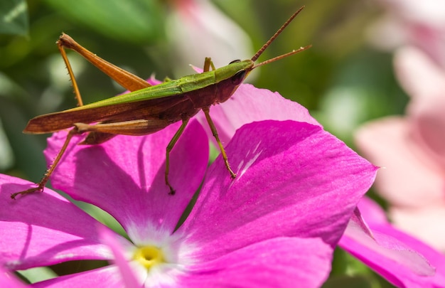 Saltamontes verde sobre una flor rosa