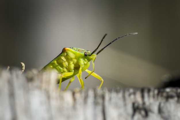 Saltamontes verde sobre superficie gris