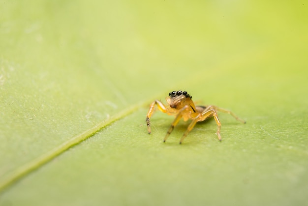 Foto gratuita salto de araña depredador naturaleza hábitat.