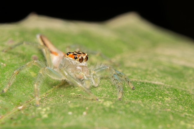 Foto gratuita salto de araña depredador naturaleza hábitat.