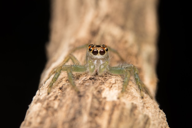 Foto gratuita salto de araña depredador naturaleza hábitat.