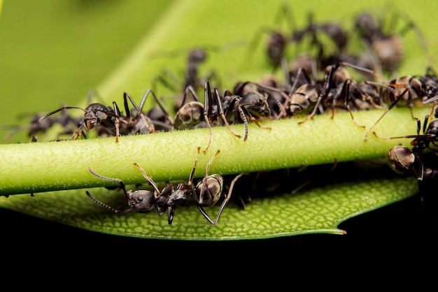 Foto gratuita salto de araña depredador naturaleza hábitat.