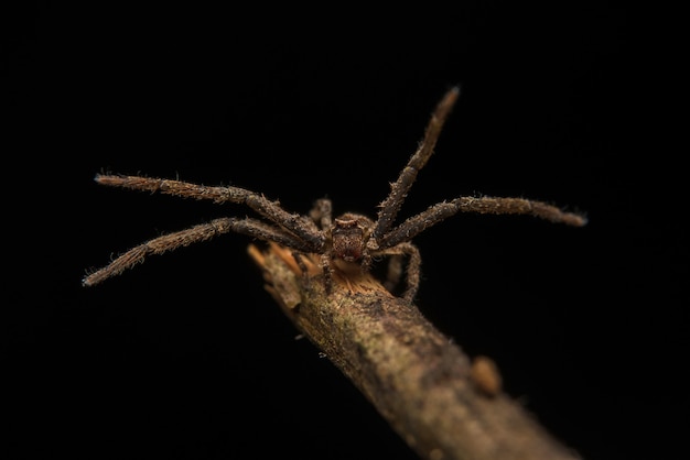 Salto de araña depredador naturaleza hábitat.