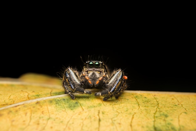 Foto gratuita salto de araña depredador naturaleza hábitat.