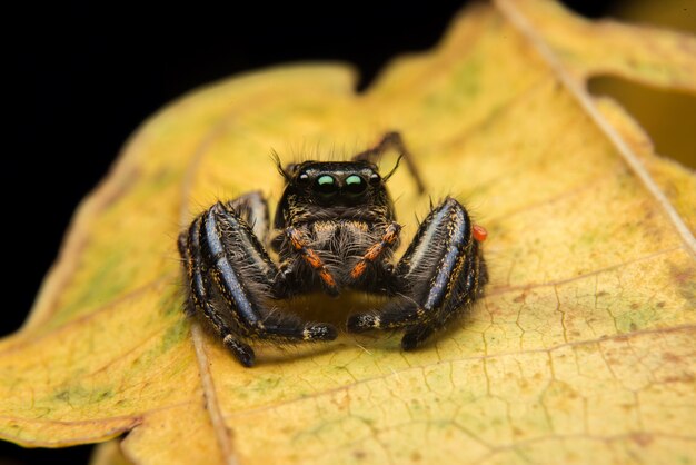 Salto de araña depredador naturaleza hábitat.