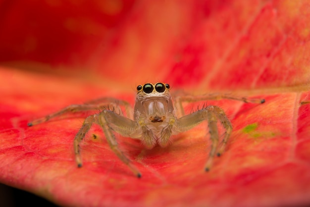 Foto gratuita salto de araña depredador naturaleza hábitat.