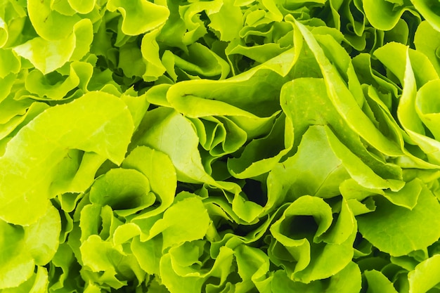 Foto gratuita la salud de lechuga cruda orgánica verde