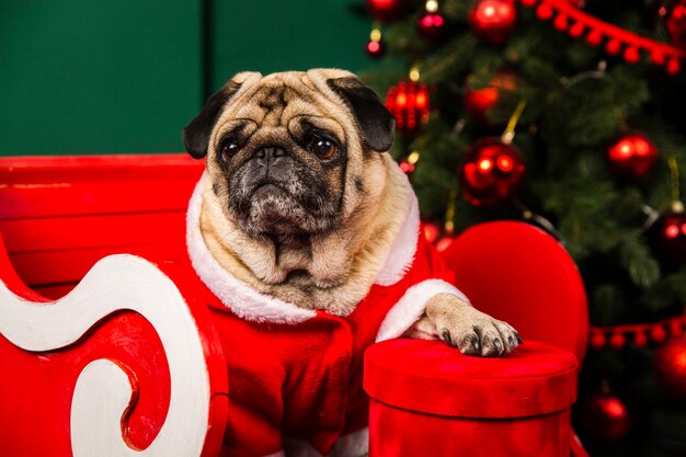 Santa pequeño ayudante perro doméstico