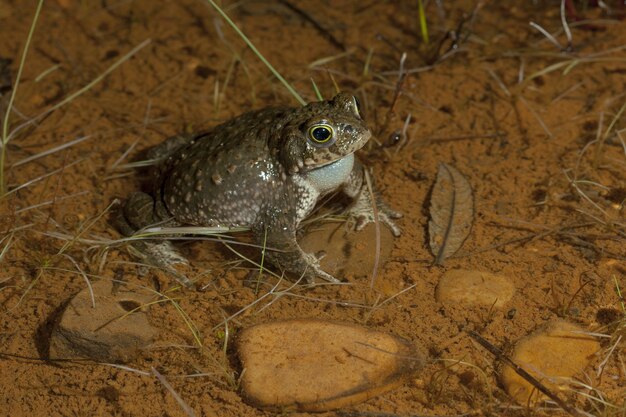 Sapo marrón en el suelo cubierto de hierba