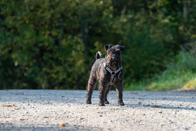 Schnauzer negro en un parque