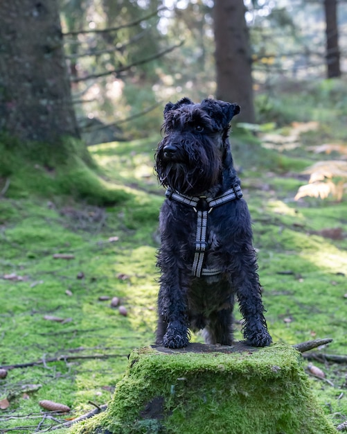 Schnauzer negro en un parque