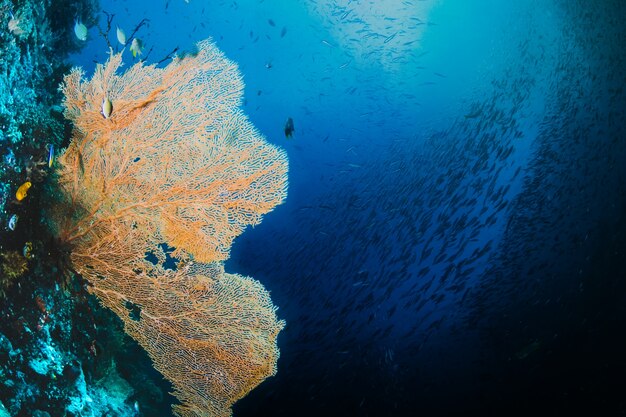 Seafan amarillo con un banco de peces