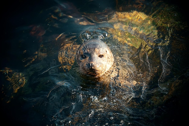 Seal nadar en el mar en la playa de San Diego.