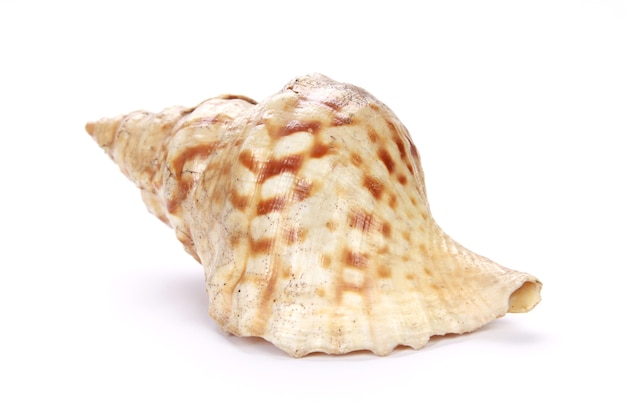 Seashell aislado sobre un fondo blanco.