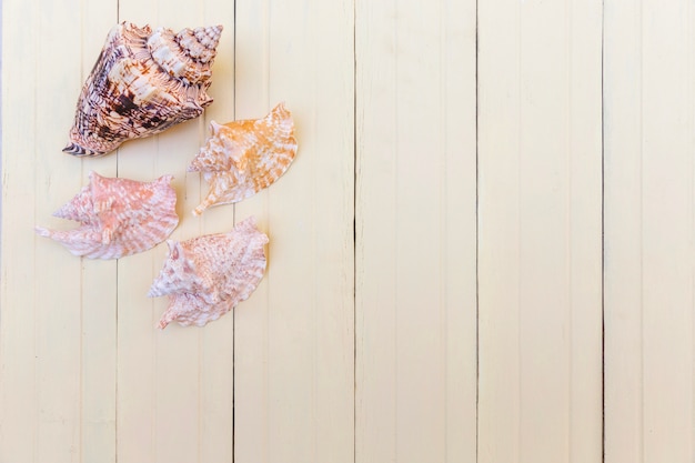 Seashells en superficie de madera