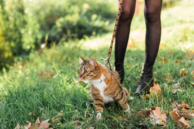 Sección baja de una mujer caminando con su gato.