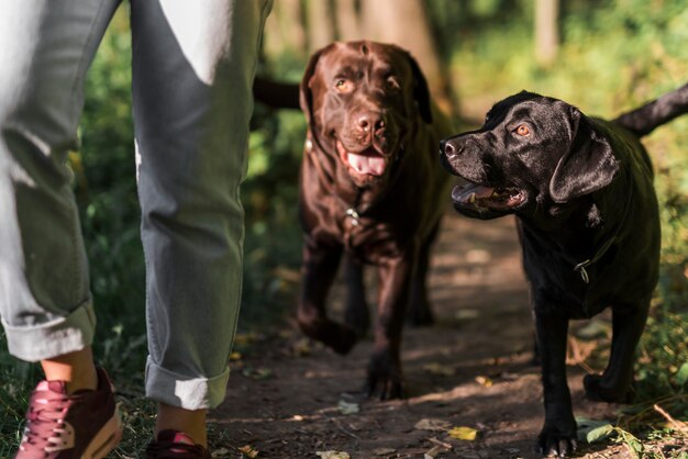 Sección baja de una mujer caminando con sus dos perros en el bosque.