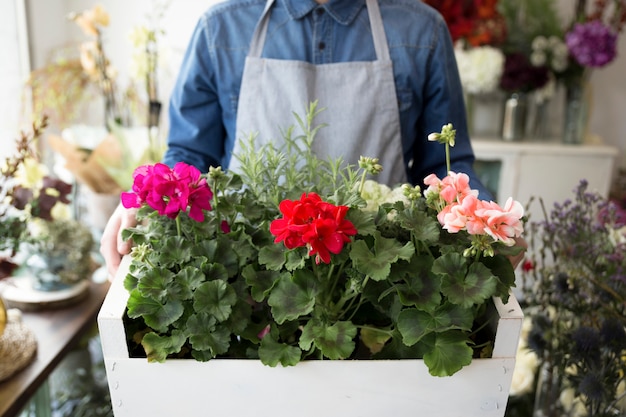 Sección media de un florista masculino con arbustos de hortensias en cajón de madera