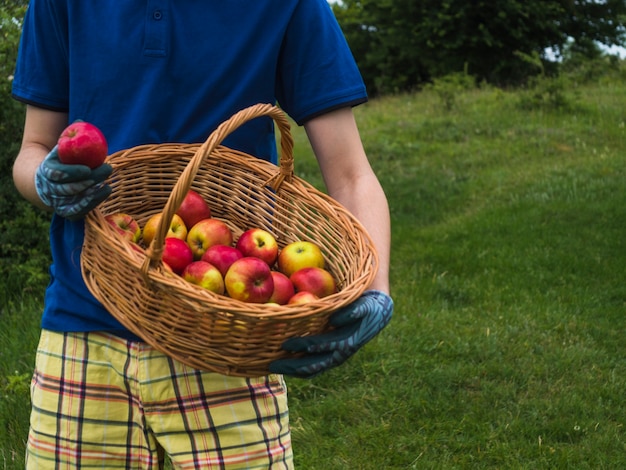 Sección media del hombre que sostiene la cesta de manzana