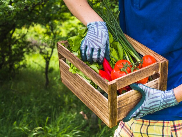 Sección media del hombre que sostiene verduras frescas en caja